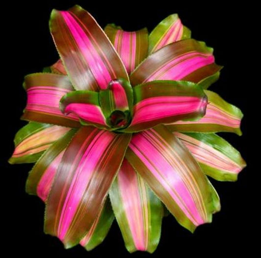 Bromeliad Plant Neoregelia WolfGang Variegated Green Orange Pink - Easy Care Tropical Houseplant for Indoor Outdoor Decor