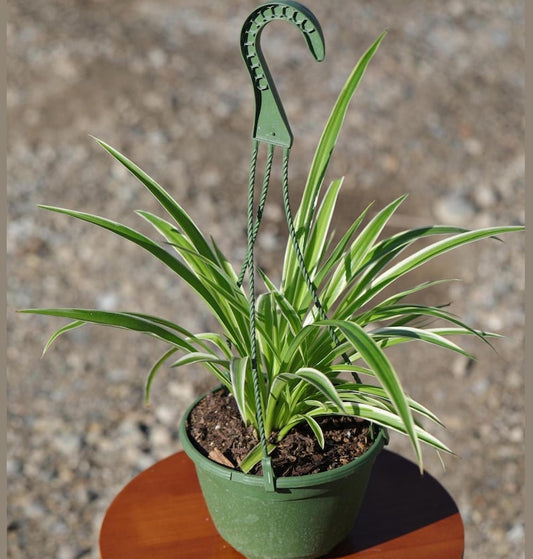 Variegated Spider Plant in 5" Hanging Basket - Chlorophytum comosum 'Bonnie' - Curly Leaves Houseplant - Easy Care Indoor Plant