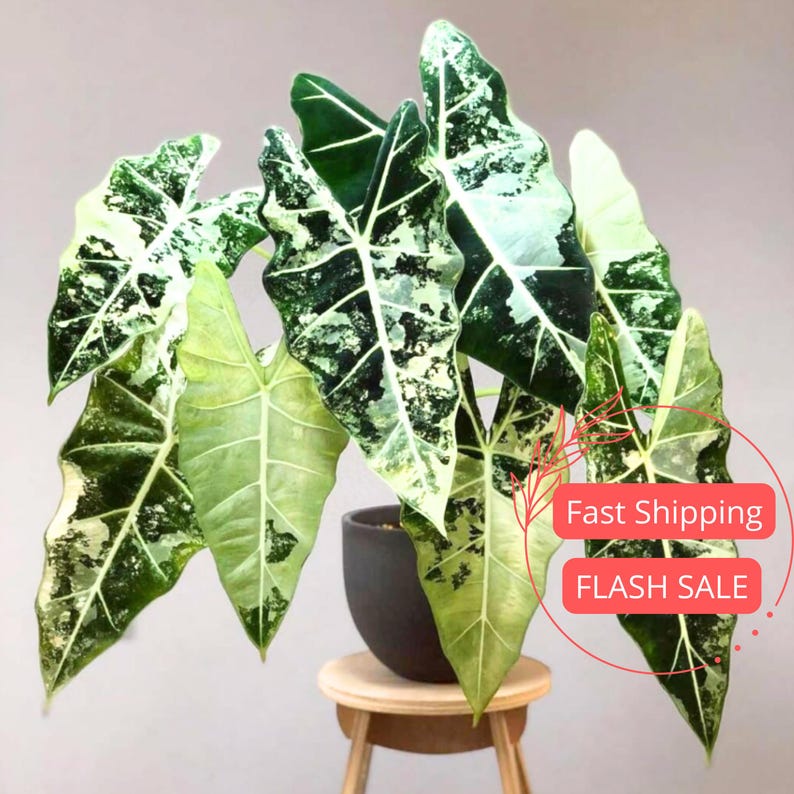 Variegated Alocasia Frydek Plant - 4" Fully Rooted Corm - Rare Tropical House Plant - Alocasia Frydek Variegated