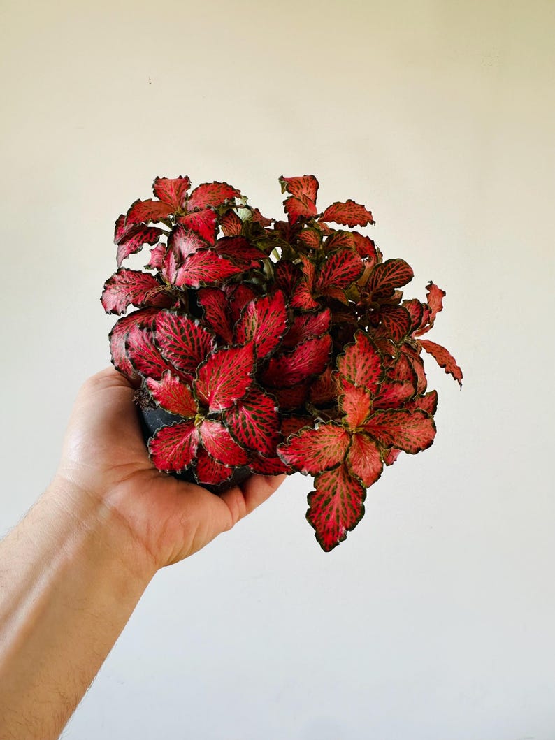 Fittonia Red Roses Plant - 4” Pot - Nerve Plant - Easy Care Houseplant - Beginner Friendly - Fittonia albivenis