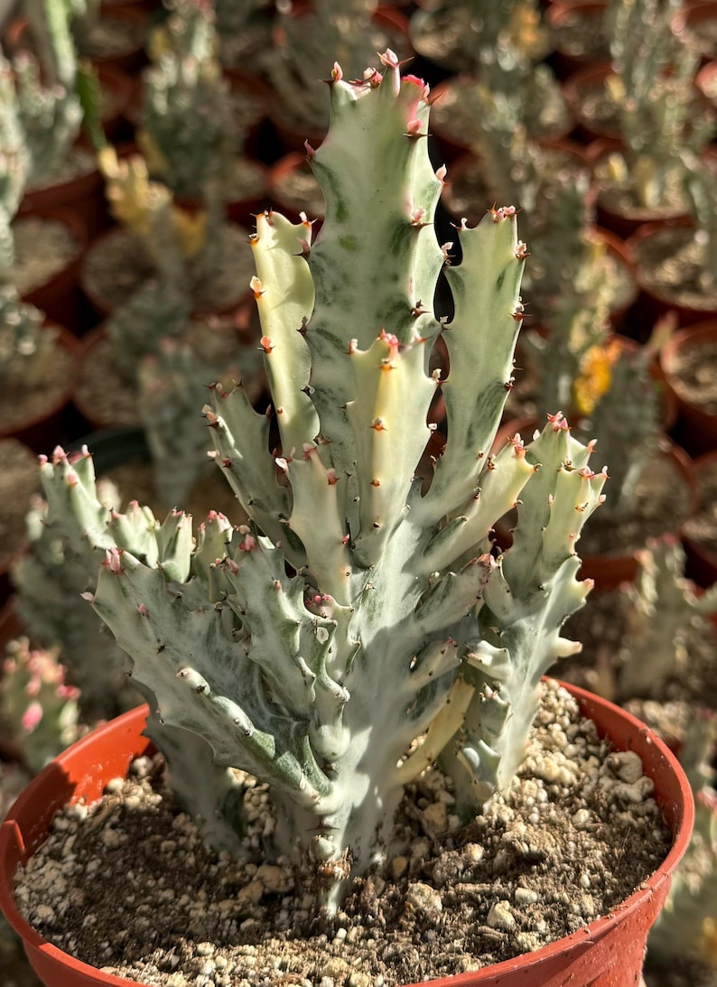 Ghost Cactus 6" Pot Variegated Euphorbia Lactea Rare Succulent Unique Plant Low-Maintenance Indoor Outdoor Garden