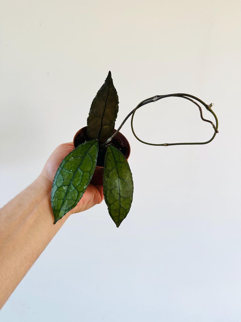 Hoya Plant in 3” Pot - Hoya Cleminsiorum Dark Leaf - Splashy Collector Hoya - Unique Dark Foliage - Live Plant