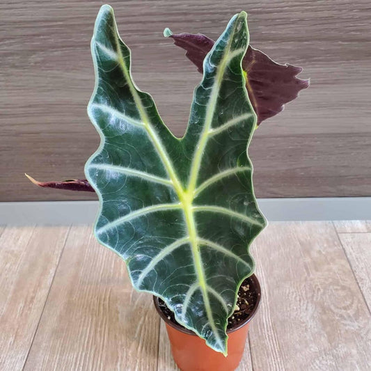 Alocasia Polly Plant - 4" Nursery Pot, Rare African Mask Houseplant, Air Purifier, Tropical Foliage, Alocasia amazonica