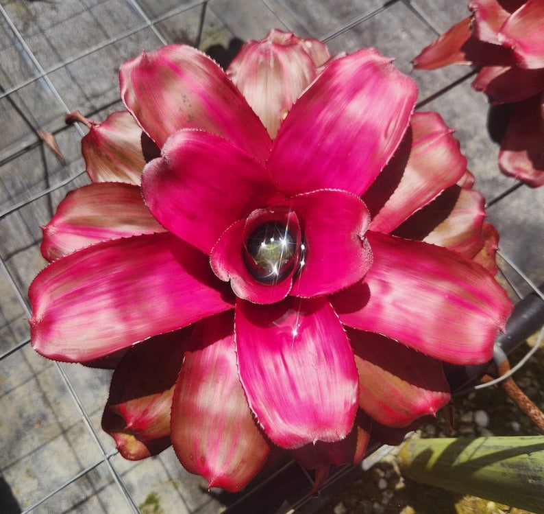 Bromeliad Live Plant - Neoregelia Seduction - Tropical Indoor Plant - Houseplant for Home Decor
