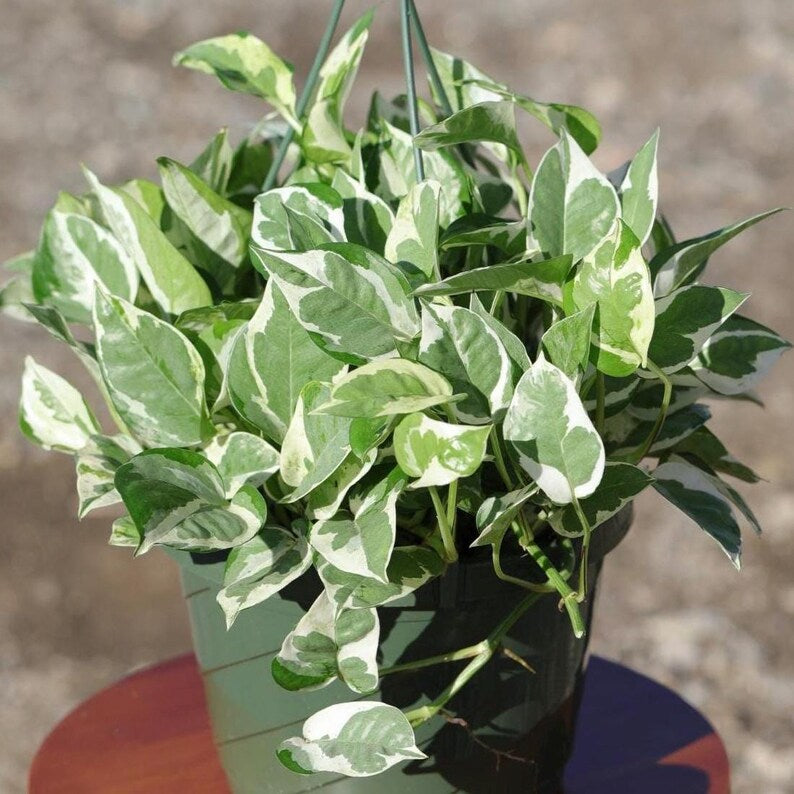 N'Joy Pothos Plant in 8" Hanging Basket | Variegated Indoor Houseplant | Epipremnum aureum 'N'Joy' | Air Purifying Vining Plant