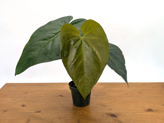 Anthurium Magnificum Verde 4" Pot Live Houseplant - Exotic Tropical Plant for Home Decor - Ideal for Bright Indirect Light