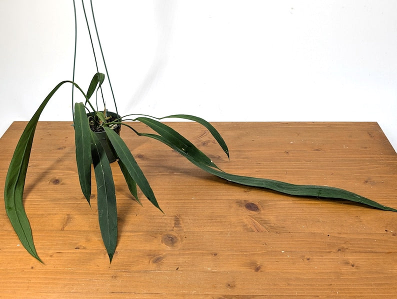 Anthurium Vittariifolium Plant with Large Leaves - 4" Pot - Tropical Epiphyte - Perfect for Home Decor