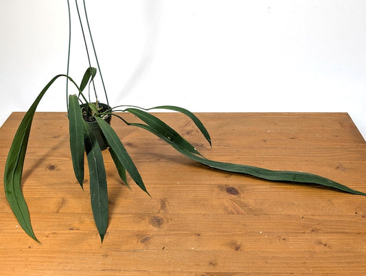 Anthurium Vittariifolium Plant with Large Leaves - 4" Pot - Tropical Epiphyte - Perfect for Home Decor