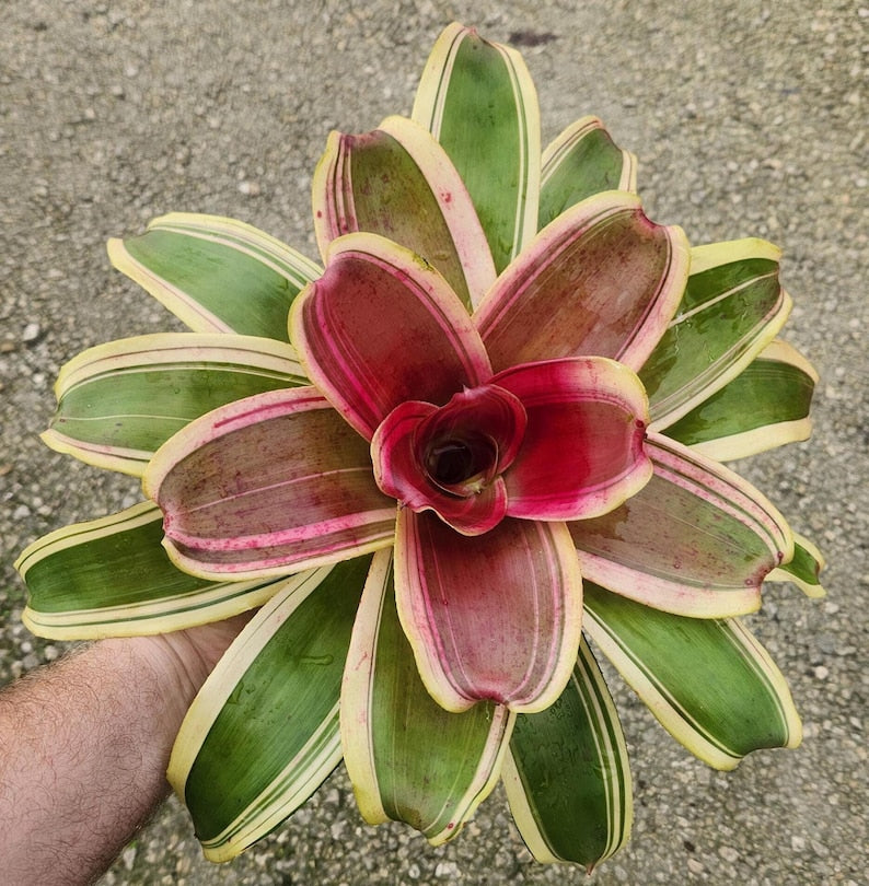 Bromeliad Live Plant - Neoregelia Charisma - Tropical Houseplant - Outdoor Grown - Pest Inspected - Care Instructions Included