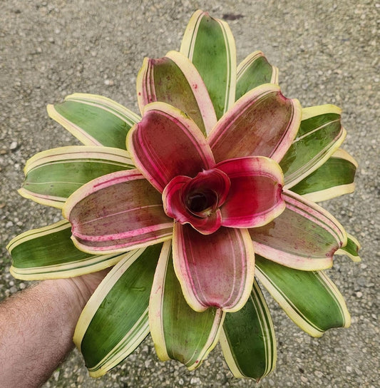 Bromeliad Live Plant - Neoregelia Charisma - Tropical Houseplant - Outdoor Grown - Pest Inspected - Care Instructions Included