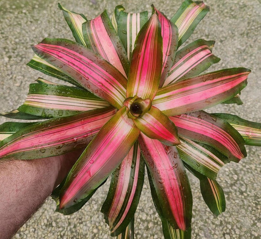 Bromeliad Neoregelia Tricolor - Live Plant - Outdoor Grown - Tropical Colorful Houseplant - Perfect for Home Decor