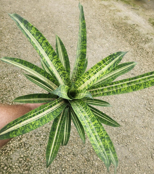 Bromeliad Plant Vriesea Ocean Mist - Live Outdoor Plant - Tropical Houseplant for Home Decor - Unique Foliage