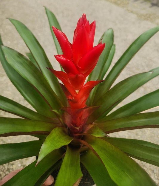 Bromeliad Live Plant - Guzmania Patricia - Outdoor Grown - Colorful Tropical Houseplant - Guzmania