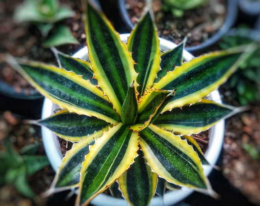 Agave Plant 4" Pot Quadricolor Variegated Succulent Agave lophantha 'Quadricolor' Low Maintenance Indoor/Outdoor