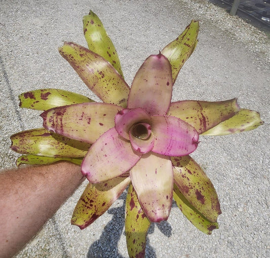 Bromeliad Live Plant - Neoregelia Sibella - Outdoor Grown - Tropical Houseplant - Unique Foliage - Easy Care Plant