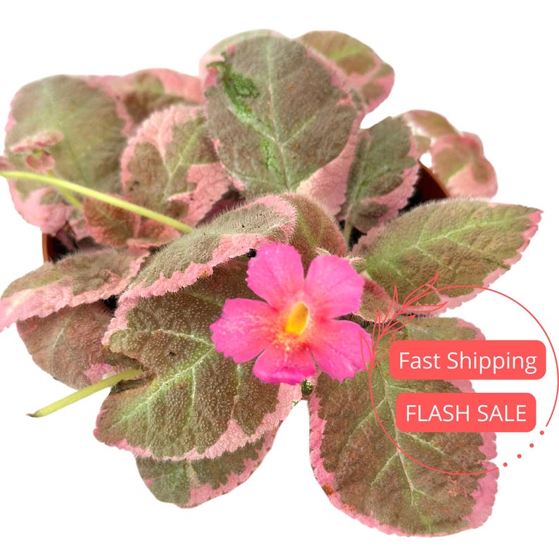 Episcia Live Plant - Assorted 4" Starter Houseplants - Rare Indoor Flowering Plants - Pink Smoke, Gator Varieties - Fully Rooted