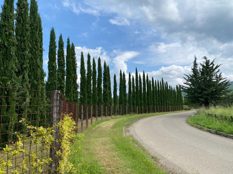 Italian Cypress Tree - 1 Gallon Mediterranean Cypress (Cupressus sempervirens) - Fast-Growing Evergreen for Landscaping