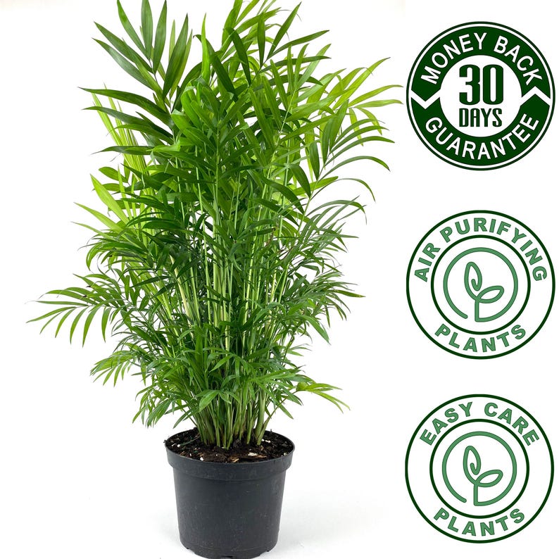 Parlor Palm Plant - Low Light Indoor Air Purifier, Neanthe Bella, Chamaedorea elegans, Easy Care Houseplant, Green Fronds