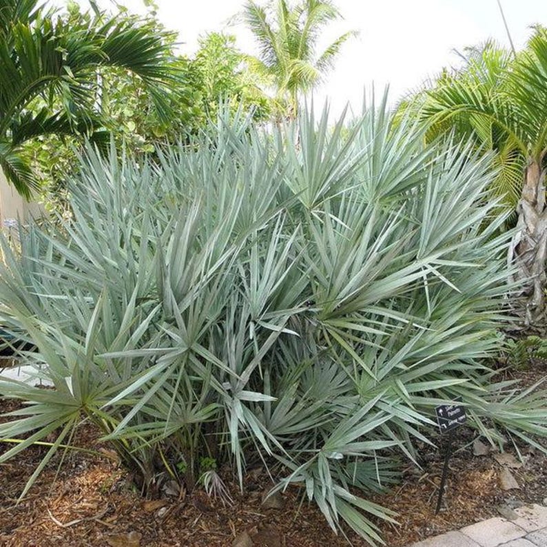 Silver Saw Palmetto Plant - Serenoa repens 'Georgia Silver' - Easy Care Tropical Hedge, Ground Cover, Florida Palm
