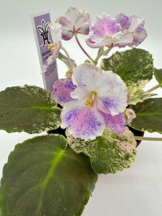 African Violet Plant 4" - Harmony's Love Bug - Blooming Variety (Saintpaulia) - Indoor Houseplant for Home Decor