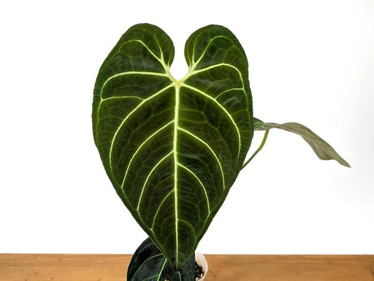Anthurium Regale 4 Inch Pot Assorted Tropical Plant - Exotic Houseplant (Anthurium clarinervium) with Free Hoya Krimson Queen Offer