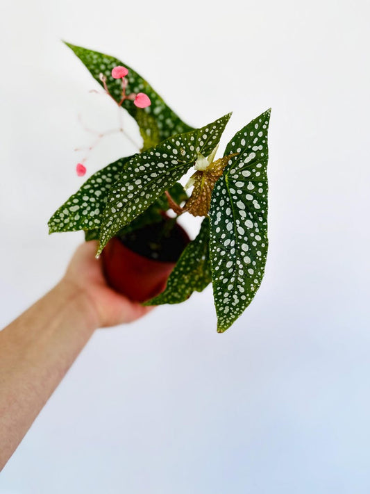 Begonia Maculata - 4” Live Angel Wings Plant - Tropical Houseplant for Gothic Decor - Begonia "Polka Dot"