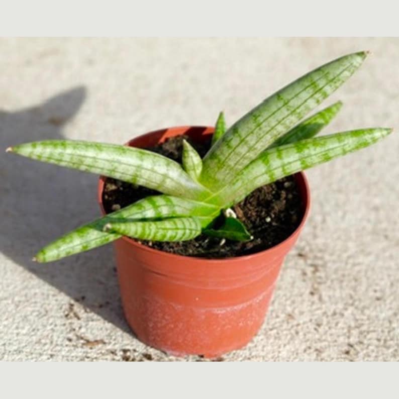 steudneri dracaena Dracaena Steudneri – Plant Studio