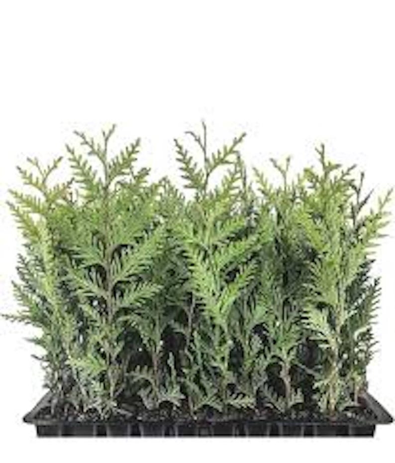 Emerald Green Arborvitae Tree Starter Plant - Thuga Privacy Tree - Bare Root Evergreen for Landscaping - Fast Growing Privacy Screen