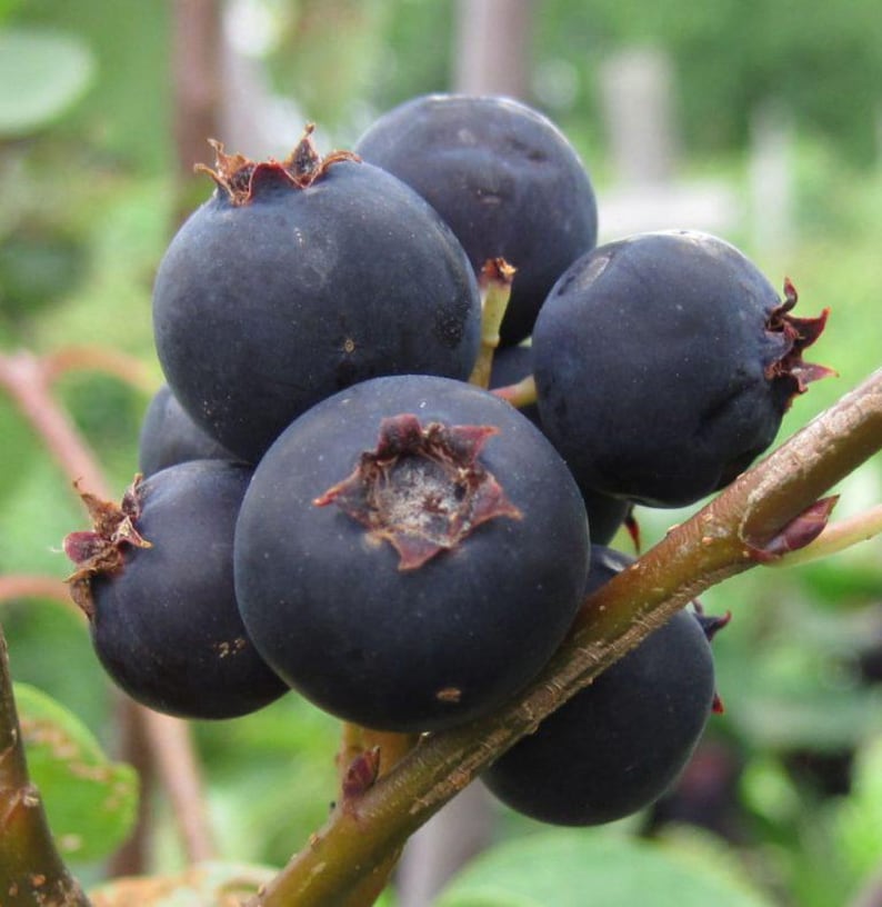 Jennybelle Edible Serviceberry Plant - Amelanchier obovalis - Self-Pollinating, Thornless, Zones 5-8, Sweet Almond Flavor Berries
