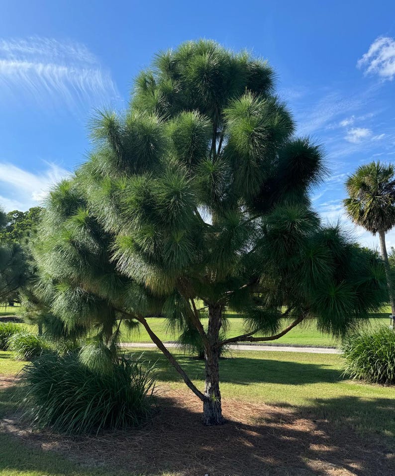 South Florida Slash Pine Tree - Evergreen, Dense-Conical Foliage, Pinus Elliottii Densa - Ideal for Landscaping and Privacy Screens