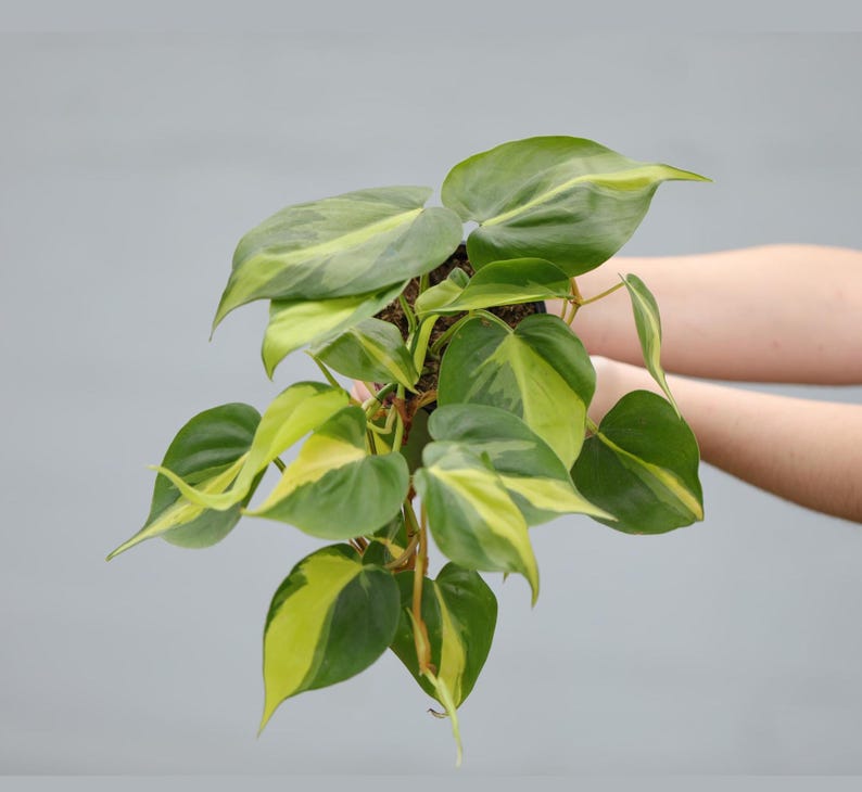 Philodendron Brazil Plant in 4" Pot - Variegated Trailing Houseplant - Philodendron Brasil - Air Purifying Indoor Plant