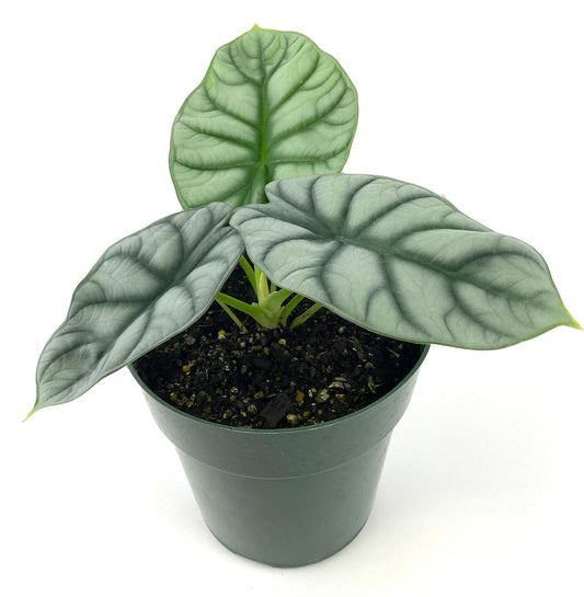 Alocasia Baginda Silver Dragon Plant, 6in Grower Pot, Exotic Indoor Houseplant, Alocasia baginda, Rare Aroid Plant.