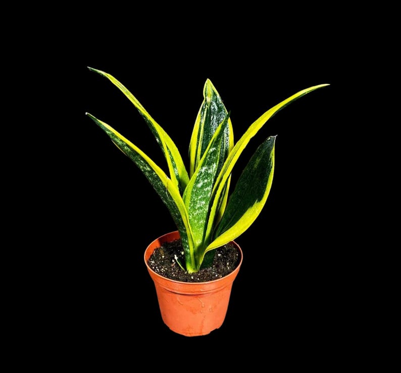 Rare Sansevieria Black Gold Snake Plant 3” Pot | Indoor Air Purifier | Live Houseplant | Sansevieria trifasciata