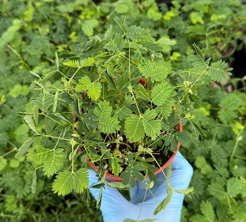 Sensitive Plant | 4" Live Plant | Rare Tropical Mimosa Pudica | Touch-Me-Not | Unique Ornamental Plant