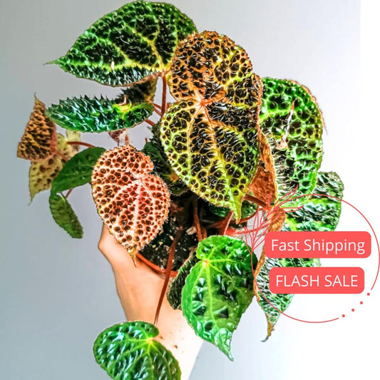 Begonia Ferox Live Plant - Spiked Fierce Begonia Starter - Fully Rooted Indoor Houseplant - Rare Begonia for Plant Lovers