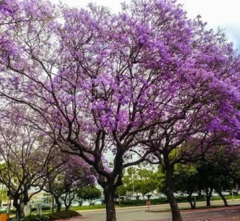 Jacaranda Tree Mimosifolia, Blue Purple Flowering Tree, Fast-Growing Landscape Plant