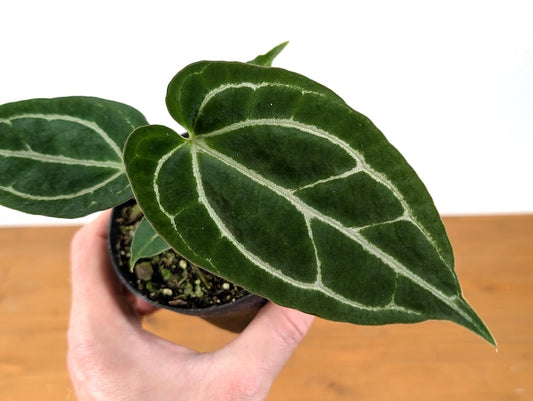 Anthurium Crystallinum Plant - 4 Inch Pot - Tropical Velvet Leaf - Rare Houseplant - Heart-Shaped Leaves - Exotic Greenery
