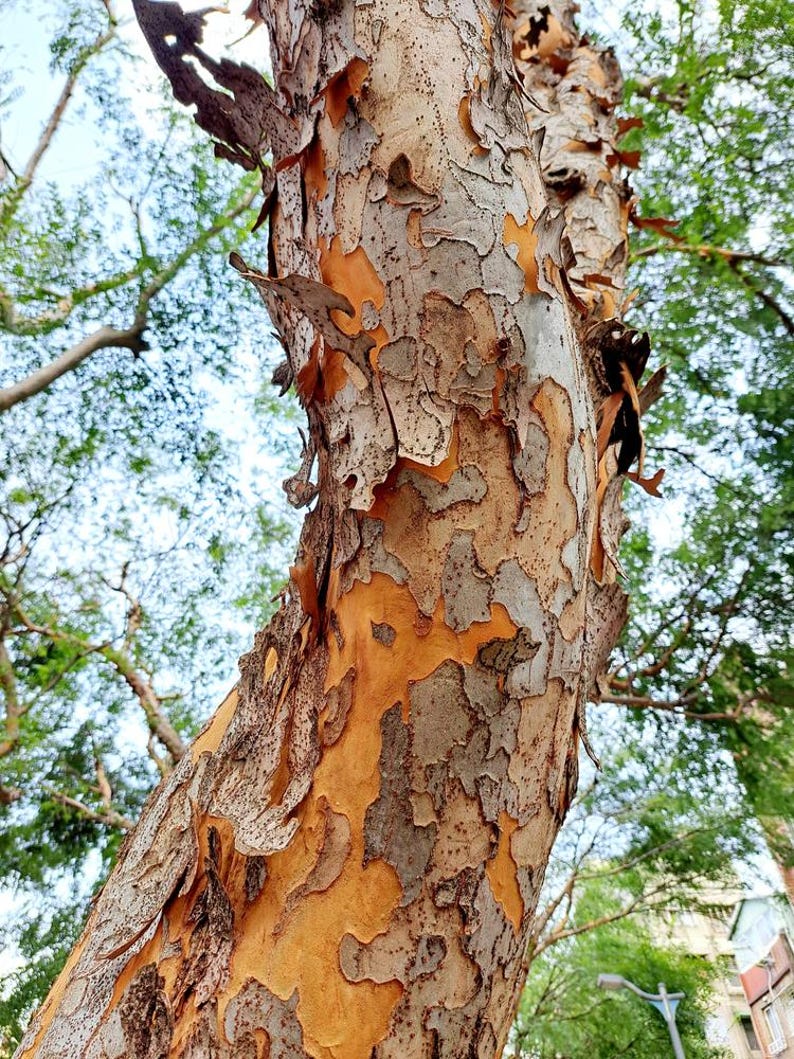 Chinese Elm Seeds - 10+ Organic Lacebark Elm & Drake Elm Seeds - Ulmus parvifolia - Free Shipping Over $35