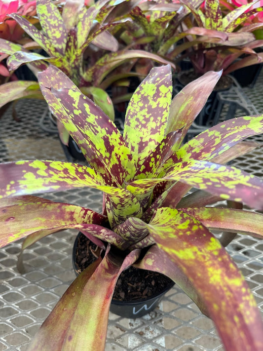 Bromeliad Plant Neoregelia Wine & Gold - Green with Burgundy Dots, Exotic Easy Care Houseplant, Vibrant Indoor Decor