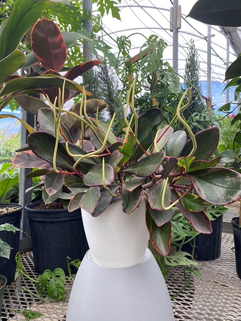 Peperomia Rainbow Ginny Plant | Colorful Baby Rubber Plant | Variegated Foliage | Peperomia obtusifolia