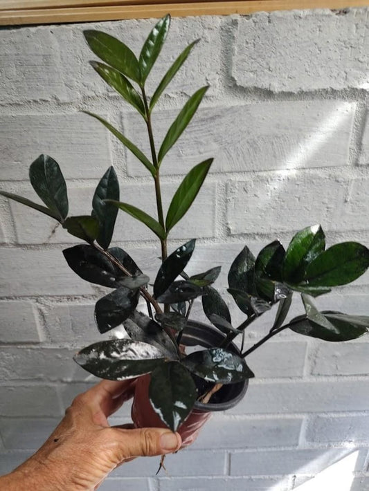 ZZ Plant - 4 Inch Pot - ZZ Raven - Zamioculcas Zamiifolia - 3 Stems Per Pot, Drought Tolerant Houseplant