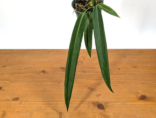 Anthurium Pallidiflorum 4" Pot - Assorted with Leaves - Tropical Epiphyte Plant - Free Hoya Krimson Queen with 3+ Plants