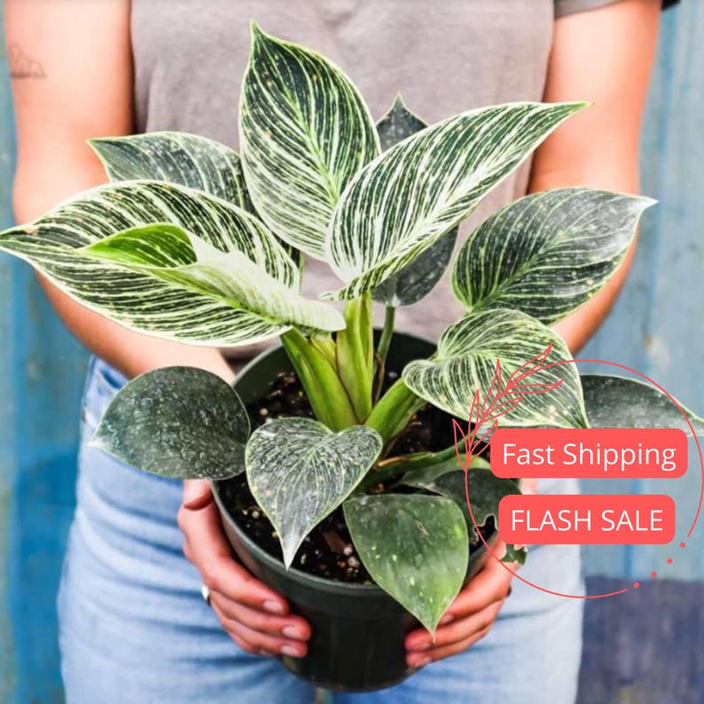 Philodendron Birkin Live Plant | 4" Variegated Indoor Houseplant | Low Maintenance Tropical Variety | Philodendron 'Birkin'