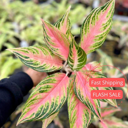 Aglaonema Panama Pink Live Plant | 4" Chinese Evergreen | Fully Rooted Houseplant | Aglaonema spp.