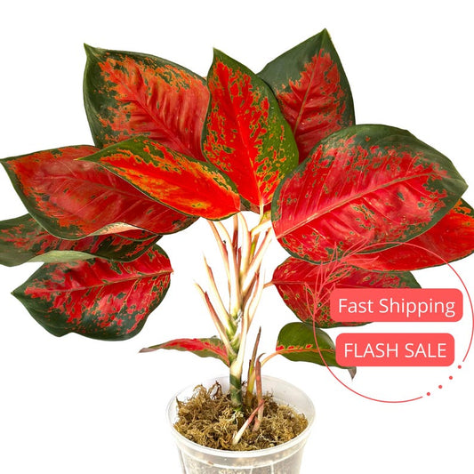 Aglaonema Suksom Jaipong Live Plant - Large Chinese Evergreen - Aglaonema Suksom Red - Fully Rooted House Plant
