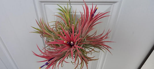 Bromeliad Air Plant Ball - Tillandsia Ionantha Honduras - 6" Tropical Decor - Easy-Care Epiphyte for Indoor/Outdoor Use