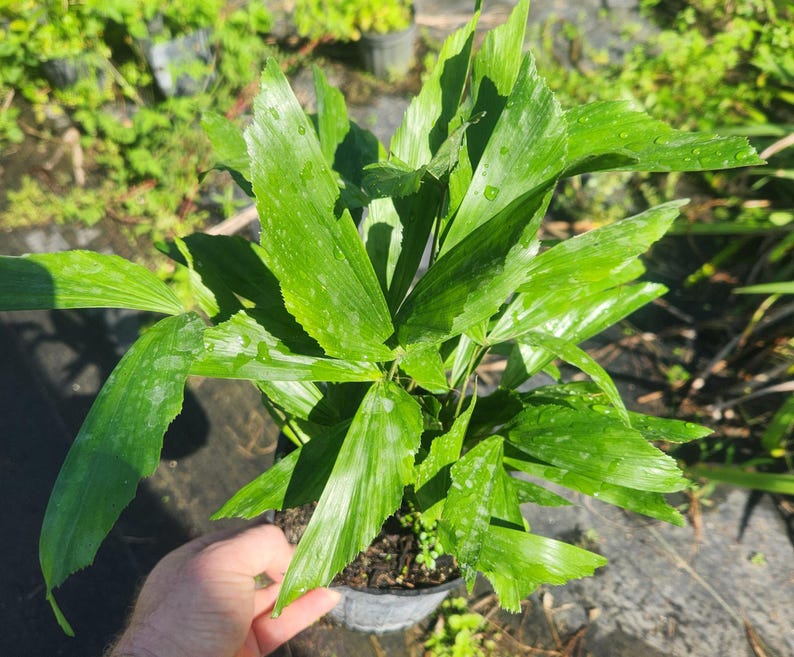 Live Fishtail Palm Plant - Caryota mitis - Outdoor Grown - Minor Blemishes - Perfect for Tropical Decor