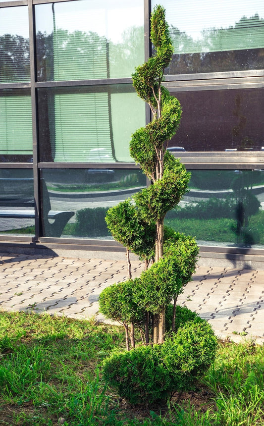 Topiary Spiral Brodie Eastern Red Cedar Juniper, Handcrafted Evergreen Art, Juniperus chinensis 'Spartan'