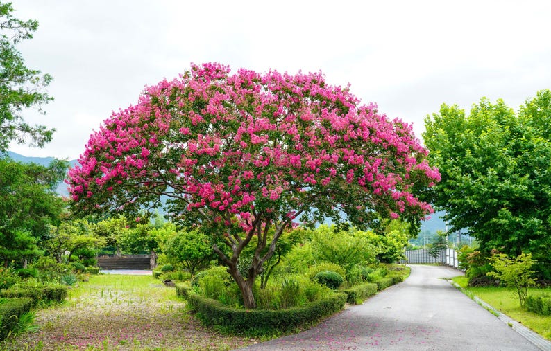 Crape Myrtle Tree Tuscarora 3 Gallon Bright Pink Flowers Lagerstroemia indica 'Tuscarora' Fast Growing Summer Bloomer