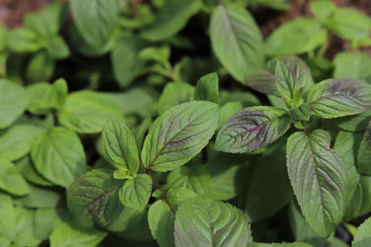 Aquatic Mint Cuttings Pack of 3 | Floating Bog Plant | Mentha Aquatica | Perfect for Pond & Erosion Control